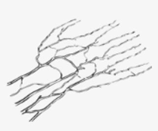 Palm Vein Recognition